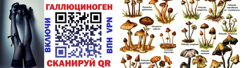 Псилоцибиновые грибы Cubensis  Оса 